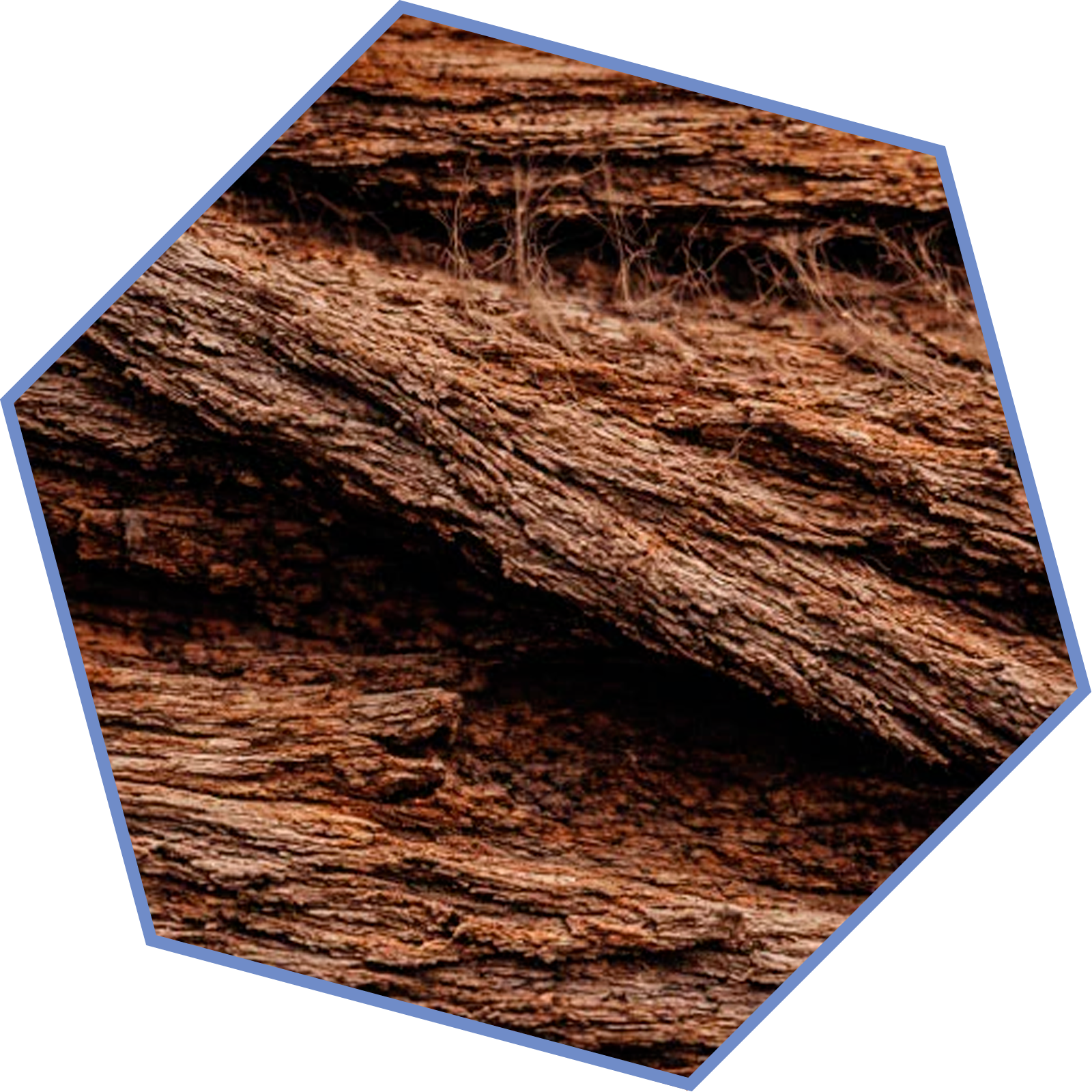 Textura de corteza de madera, base fundamental de la familia aromática amaderada.