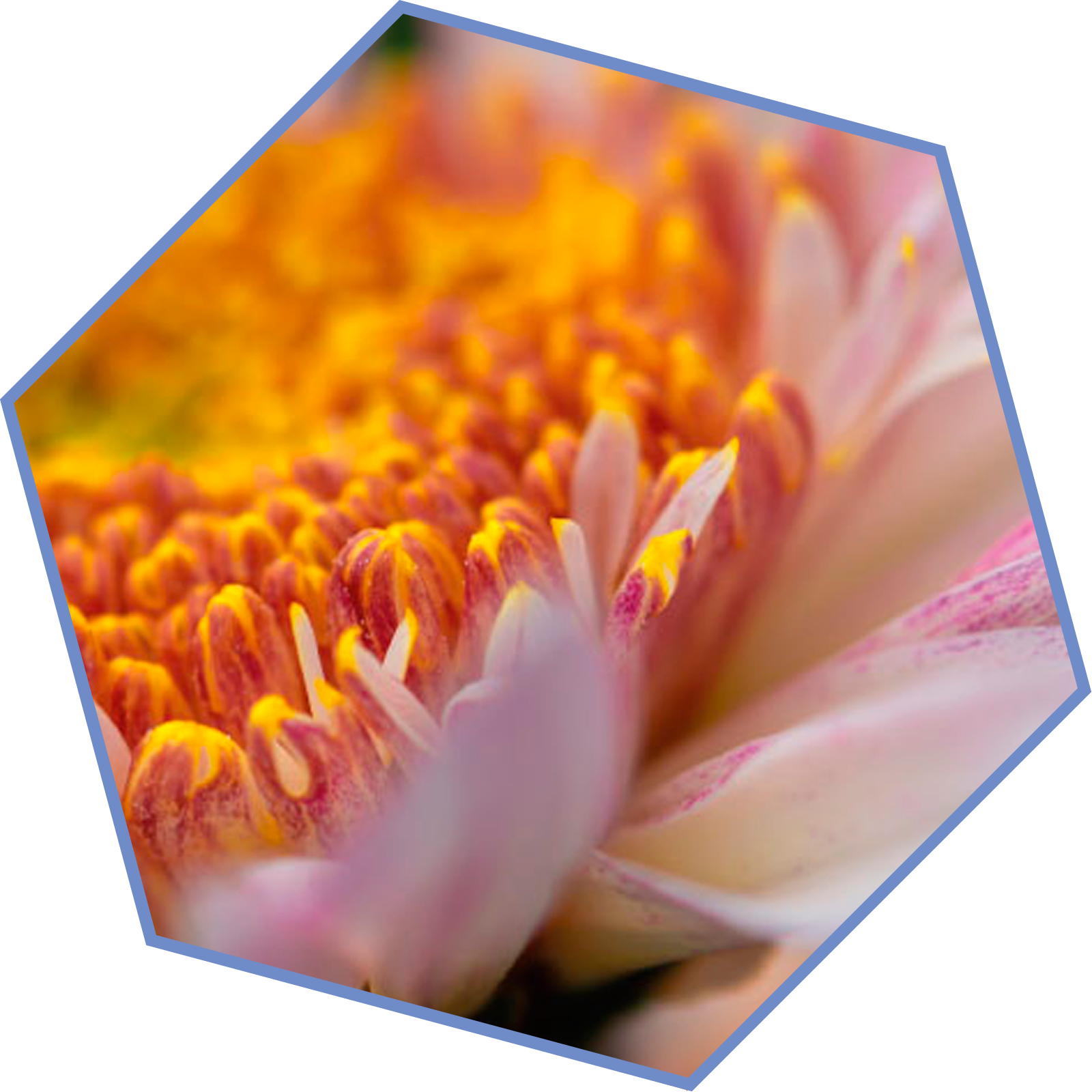 inspirando las fragancias de la familia aromática floral.